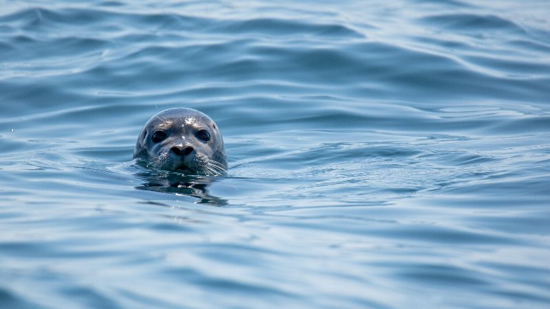 Seal in the Sea
