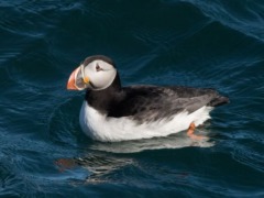lundy-island (4)