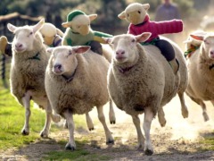 The Big Sheep Bideford The Big Sheep Bideford