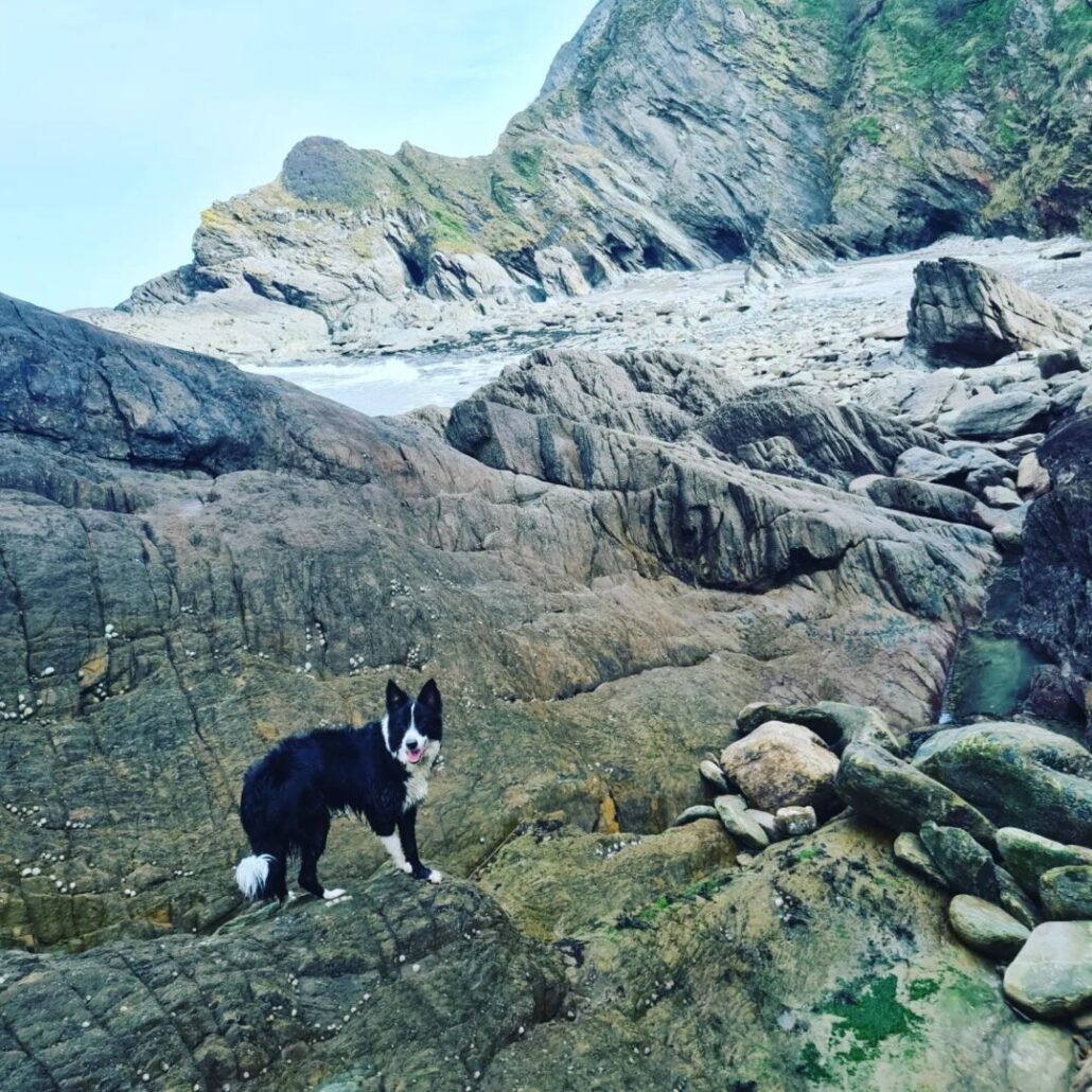 @loki.collie29 @ Hele Beach, Ilfracombe