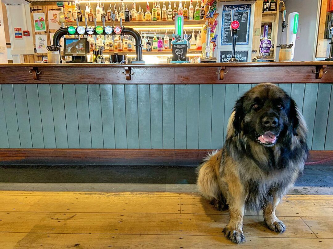 Billy Budds welcomes dogs
