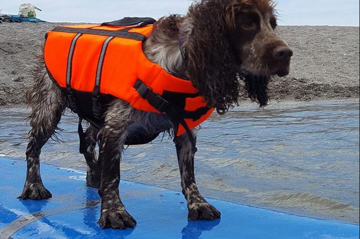 Dog Friendly Activities in Braunton
