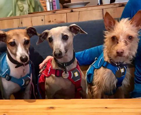 dog friendly pub the blue groove