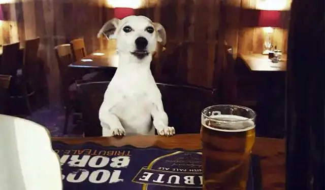 Dog Friendly Pubs