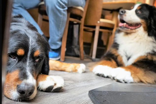 Dog Friendly Piubs