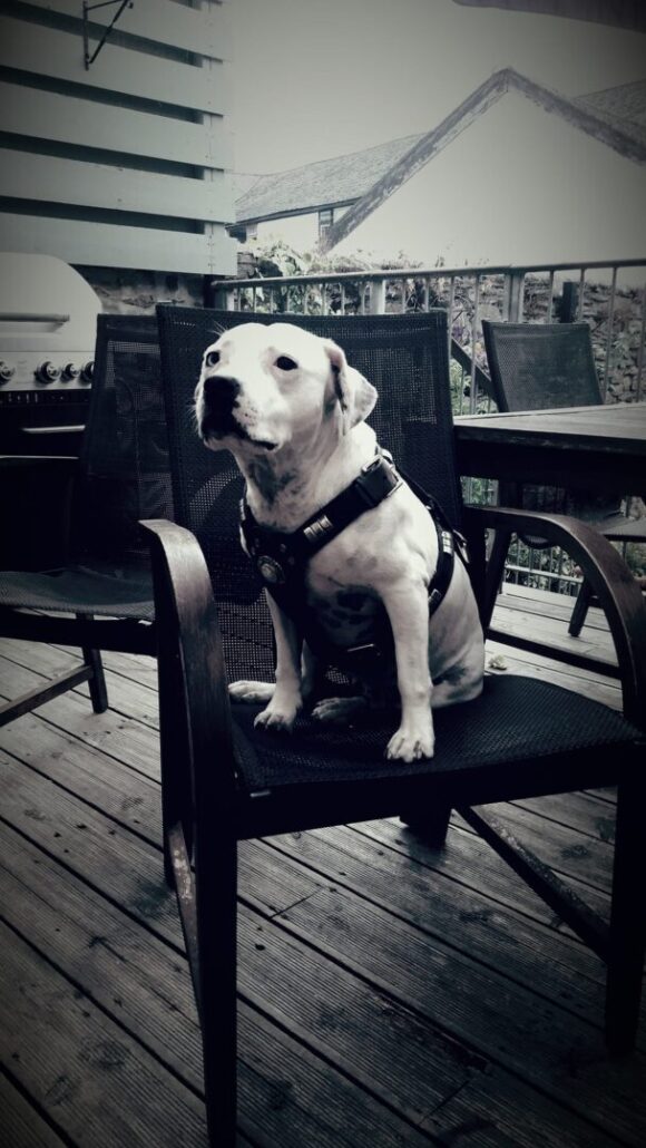 The Rolle Quay Inn accomodates dogs