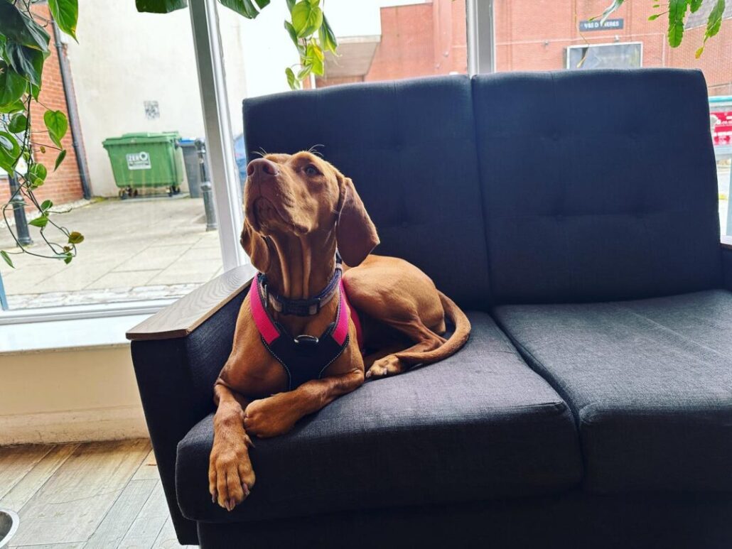 dog relaxes in Boston Tea Party Barnstaple