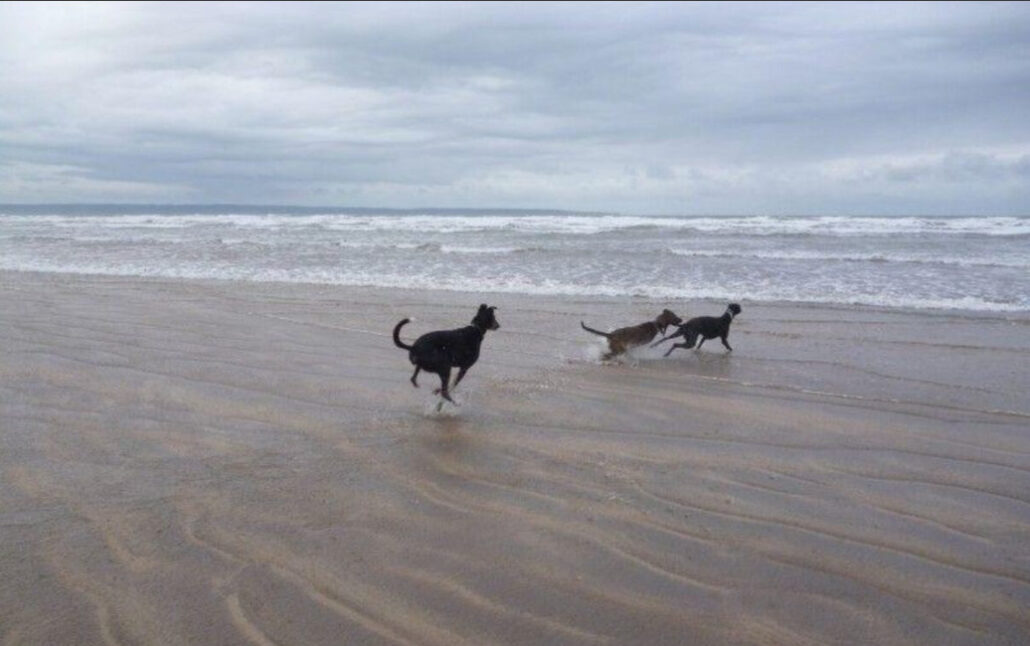 dog walks at Saunton Sands