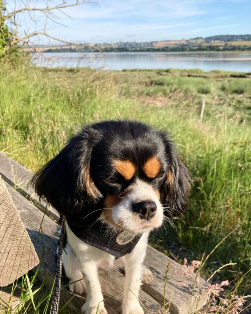dog walks in Tarka Trail by @adorabella7