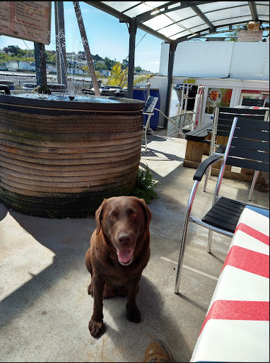 dogs are welcome in Cafe Onboard