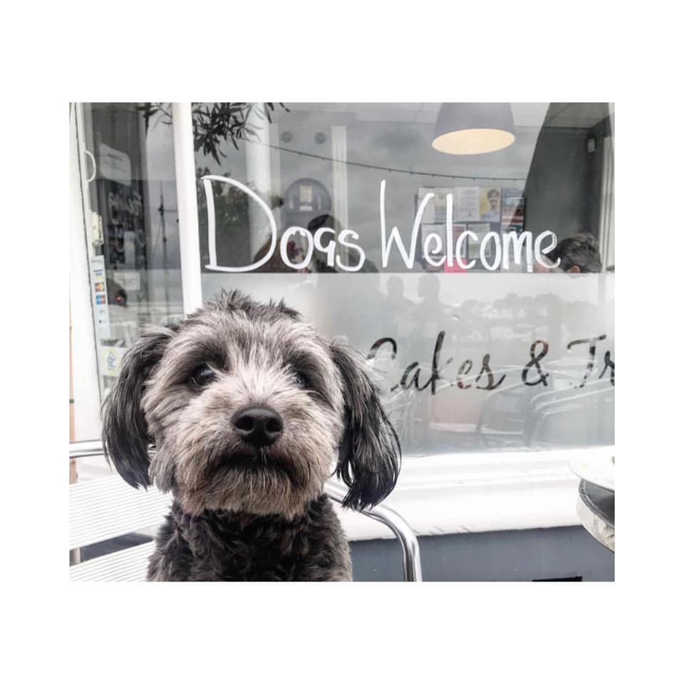dogs are welcome in Otters