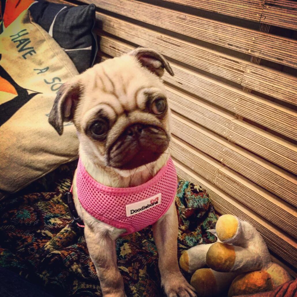 dogs are welcome in The Coffee Cabin