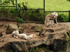 gp_combe_martin_wildlife___dinosaur_park_1