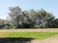 gp_kenwith_valley_nature_reserve_4