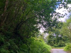 Taddiport woods