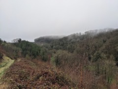 gp_taddiport_woods_2