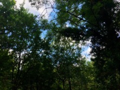 gp_taddiport_woods_3