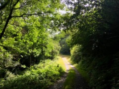 gp_taddiport_woods_4