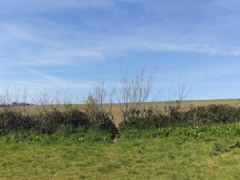 gp_yeo_valley_community_woodland_2