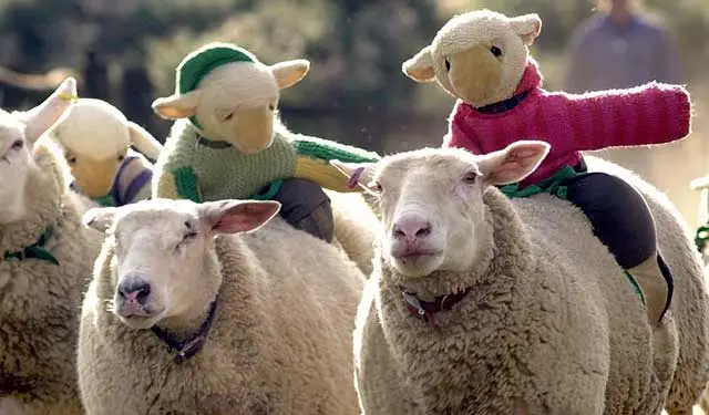 The Big Sheep