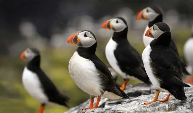 Puffins