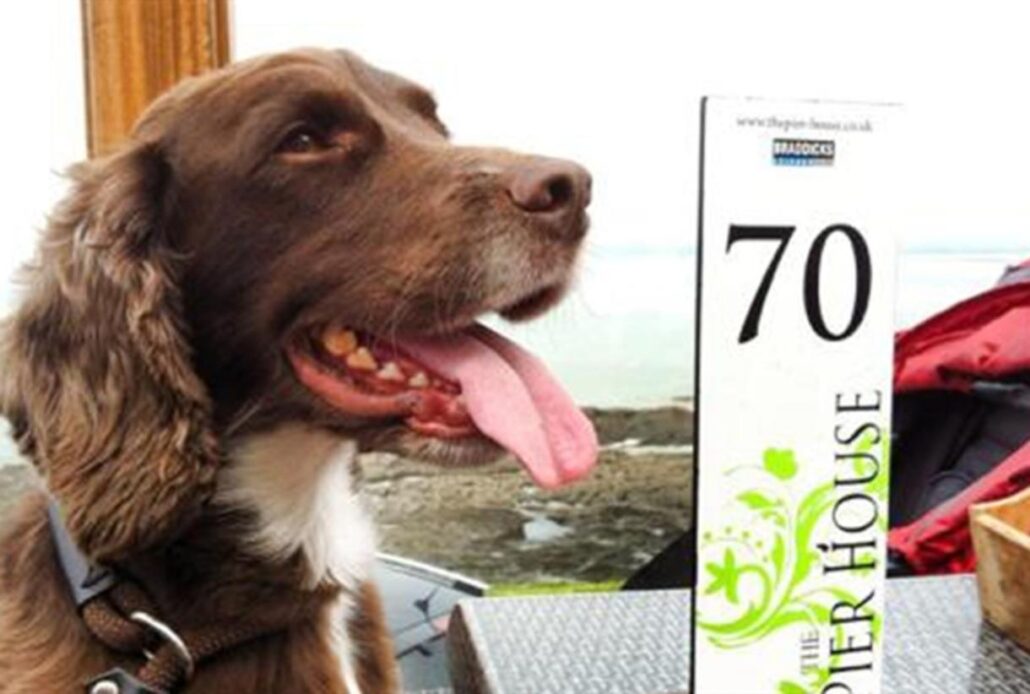 Pet-Friendly Pubs in Westward Ho!