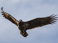 rspb_isley_marsh-3