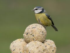 rspb_isley_marsh-4