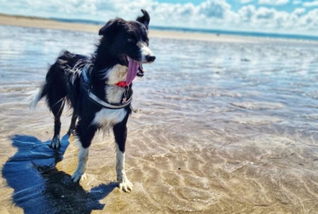 Saunton Sands Beach, dog friendly