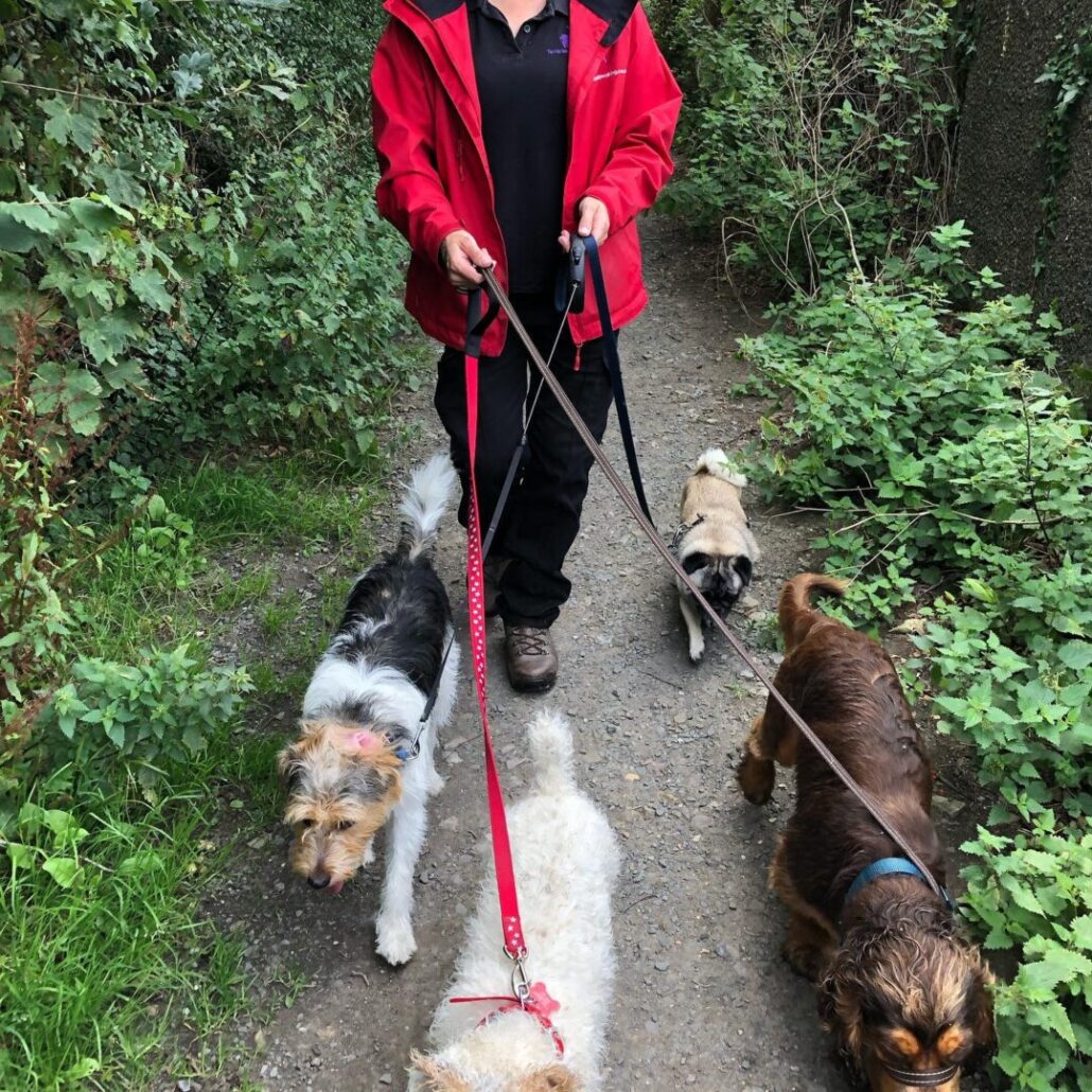 Tarka Trail Dog Walking