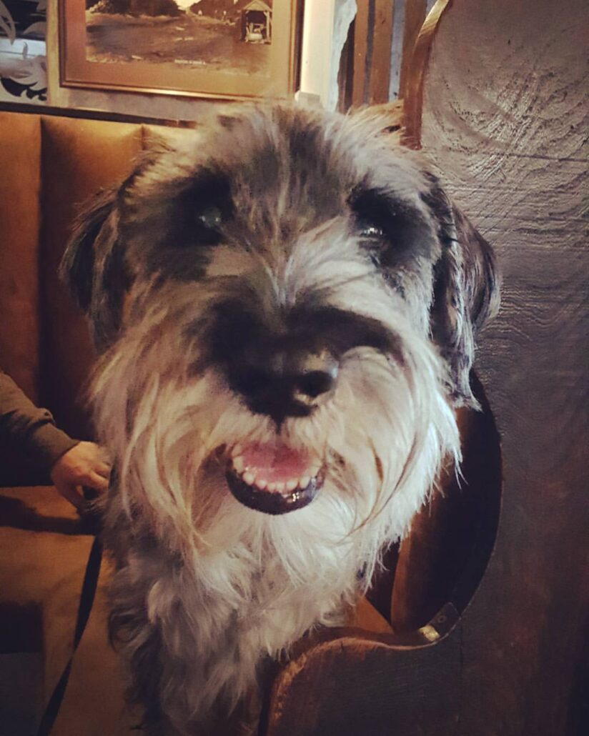 The Thatch Croyde welcomes dogs