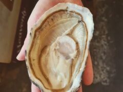 fresh oysters from The Glorious Oyster fresh oysters from The Glorious Oyster