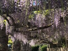 watermouth_castle_4