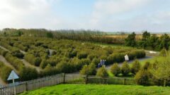 Hedge Maze