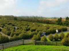 Hedge Maze (1)