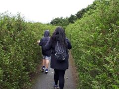 Hedge Maze (2)