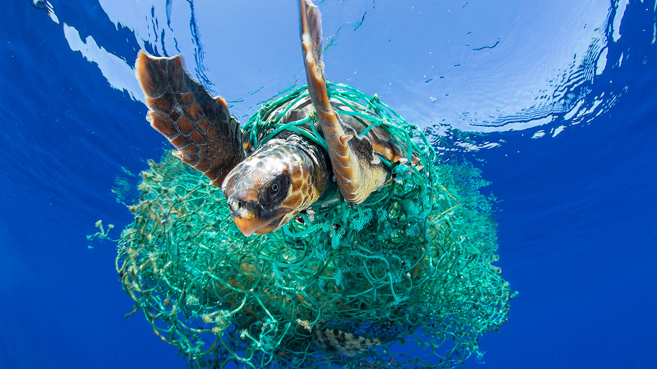Plastic Free North Devon: Creating a Sustainable Future One Step at a Time