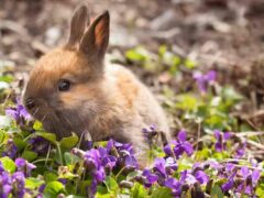 marwood_hill_garden_3