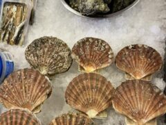 the_devon_and_cornwall_fish_company_ltd-7