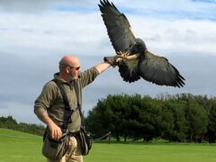 Bird of Prey (1)