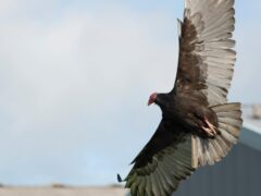 Bird of Prey (3)