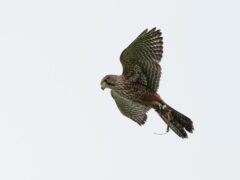 Bird of Prey (4)